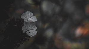 Preview wallpaper flower, petals, white, blur