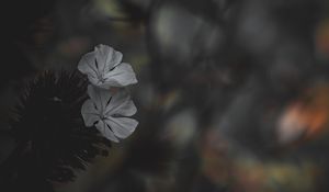 Preview wallpaper flower, petals, white, blur