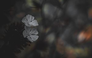 Preview wallpaper flower, petals, white, blur