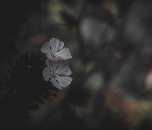 Preview wallpaper flower, petals, white, blur