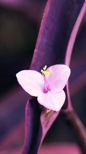 Preview wallpaper flower, petals, white, dark, stem