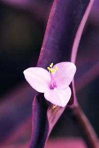 Preview wallpaper flower, petals, white, dark, stem