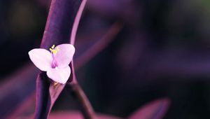 Preview wallpaper flower, petals, white, dark, stem