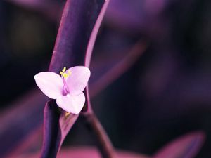 Preview wallpaper flower, petals, white, dark, stem