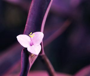 Preview wallpaper flower, petals, white, dark, stem