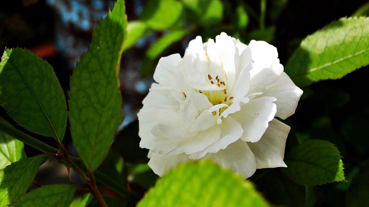 Wallpaper flower, petals, white