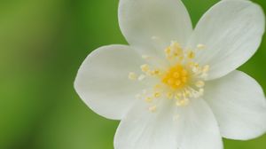 Preview wallpaper flower, petals, white, plant