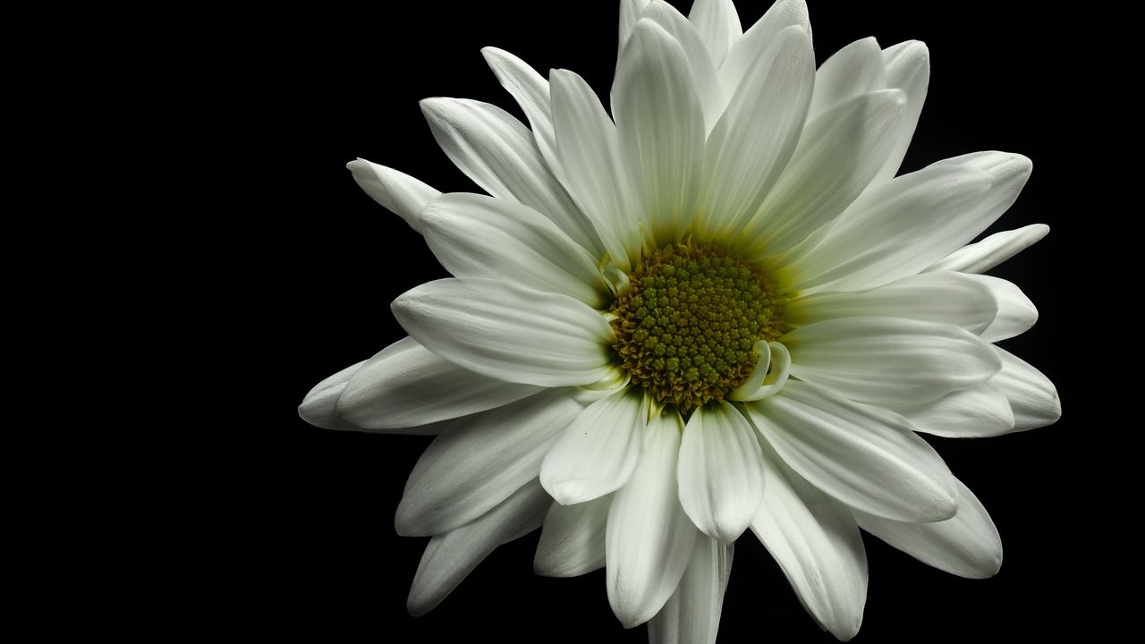 Wallpaper flower, petals, white, black background, macro