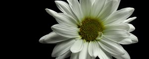 Preview wallpaper flower, petals, white, black background, macro