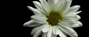 Preview wallpaper flower, petals, white, black background, macro