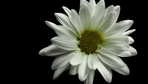 Preview wallpaper flower, petals, white, black background, macro