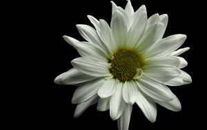 Preview wallpaper flower, petals, white, black background, macro