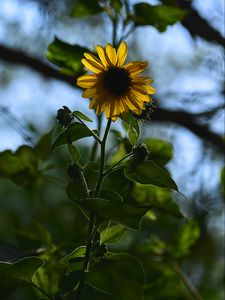 Preview wallpaper flower, petals, yellow, stem, leaves, blur