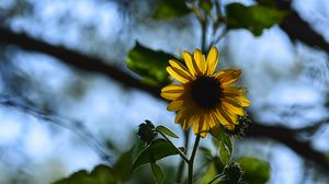 Preview wallpaper flower, petals, yellow, stem, leaves, blur