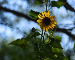 Preview wallpaper flower, petals, yellow, stem, leaves, blur