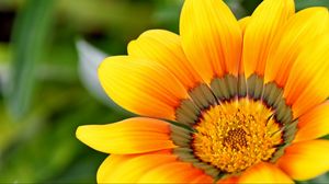 Preview wallpaper flower, petals, yellow, close-up