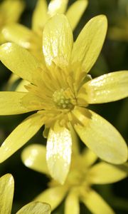 Preview wallpaper flower, petals, yellow, small