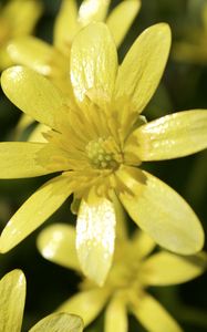 Preview wallpaper flower, petals, yellow, small