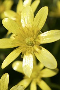 Preview wallpaper flower, petals, yellow, small