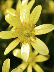 Preview wallpaper flower, petals, yellow, small