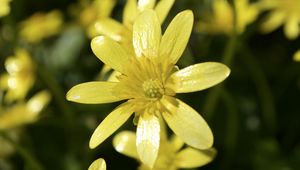 Preview wallpaper flower, petals, yellow, small