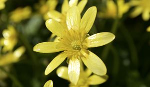 Preview wallpaper flower, petals, yellow, small