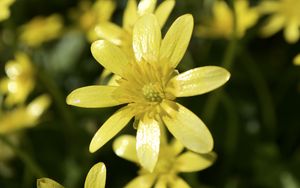 Preview wallpaper flower, petals, yellow, small