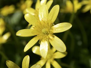 Preview wallpaper flower, petals, yellow, small