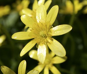 Preview wallpaper flower, petals, yellow, small