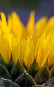 Preview wallpaper flower, petals, yellow, blur macro