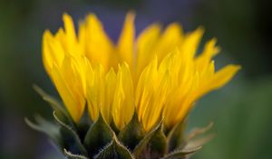 Preview wallpaper flower, petals, yellow, blur macro