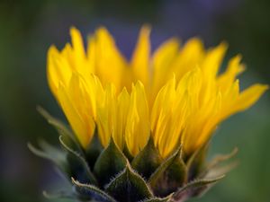 Preview wallpaper flower, petals, yellow, blur macro