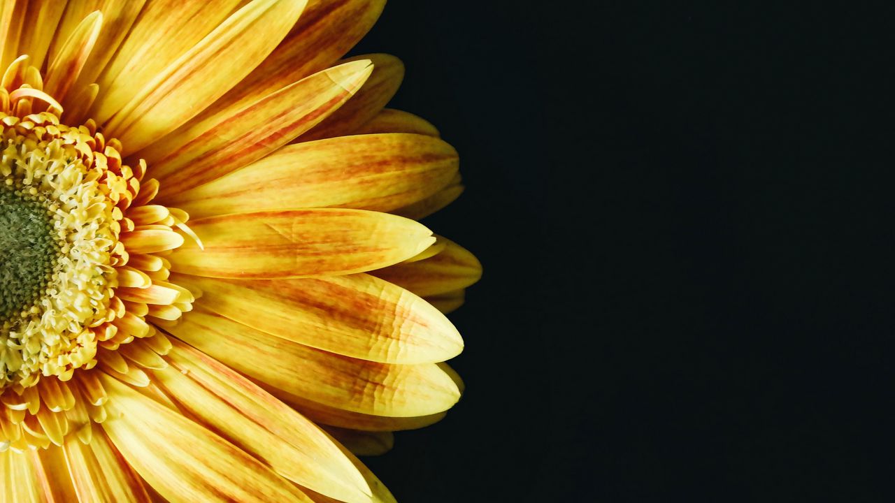 Wallpaper flower, petals, yellow