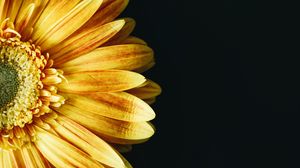 Preview wallpaper flower, petals, yellow