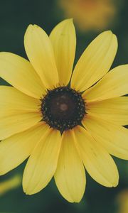 Preview wallpaper flower, petals, yellow