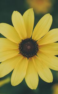 Preview wallpaper flower, petals, yellow