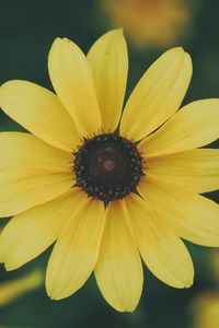 Preview wallpaper flower, petals, yellow