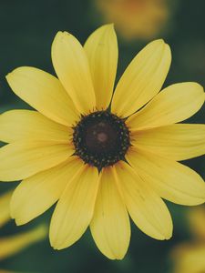 Preview wallpaper flower, petals, yellow