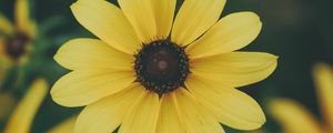 Preview wallpaper flower, petals, yellow