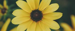 Preview wallpaper flower, petals, yellow
