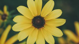 Preview wallpaper flower, petals, yellow
