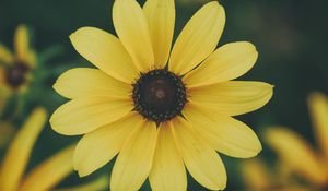Preview wallpaper flower, petals, yellow