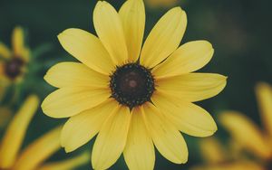 Preview wallpaper flower, petals, yellow