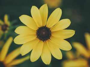 Preview wallpaper flower, petals, yellow