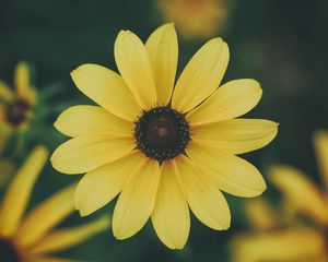 Preview wallpaper flower, petals, yellow