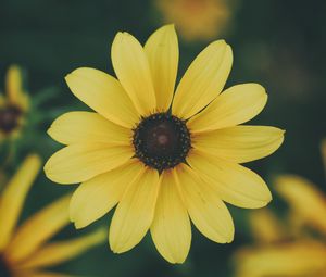 Preview wallpaper flower, petals, yellow