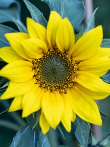 Preview wallpaper flower, petals, yellow, sunflower