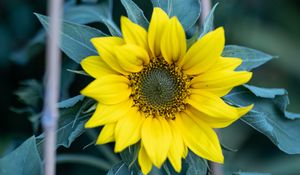 Preview wallpaper flower, petals, yellow, sunflower