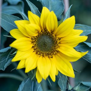 Preview wallpaper flower, petals, yellow, sunflower