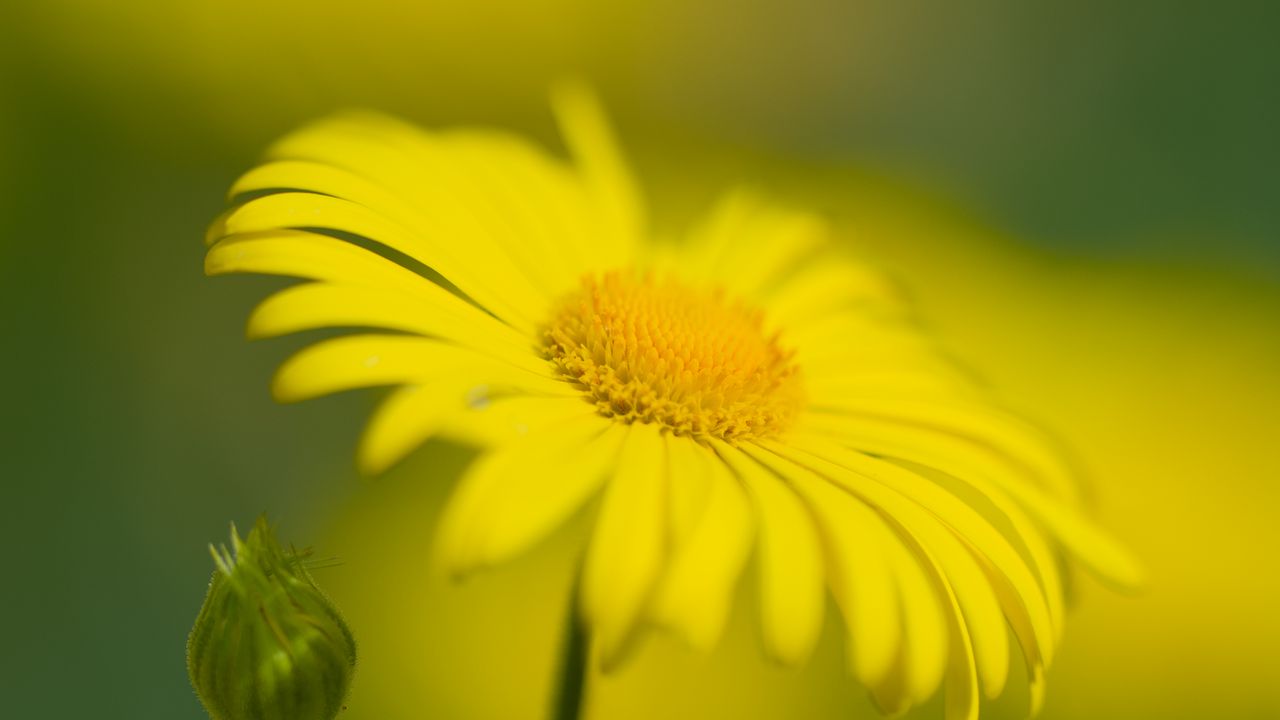 Wallpaper flower, petals, yellow, chamomile, blur